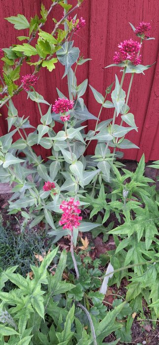 Blommande växter vid en röd trävägg, inklusive kanelros och andra trädgårdsväxter, med ljusgröna blad och rosa blommor.