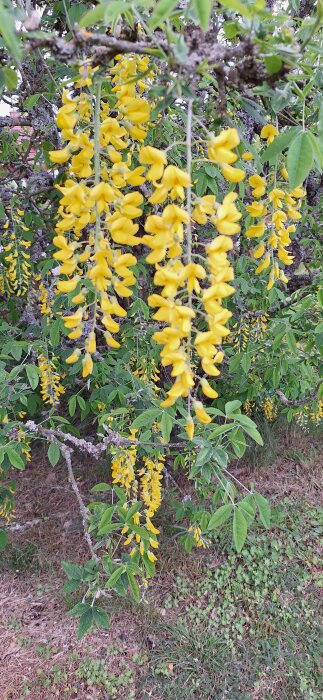 Gula blommor på ett gullregnsträd med gröna löv och grenarna synliga i bakgrunden.