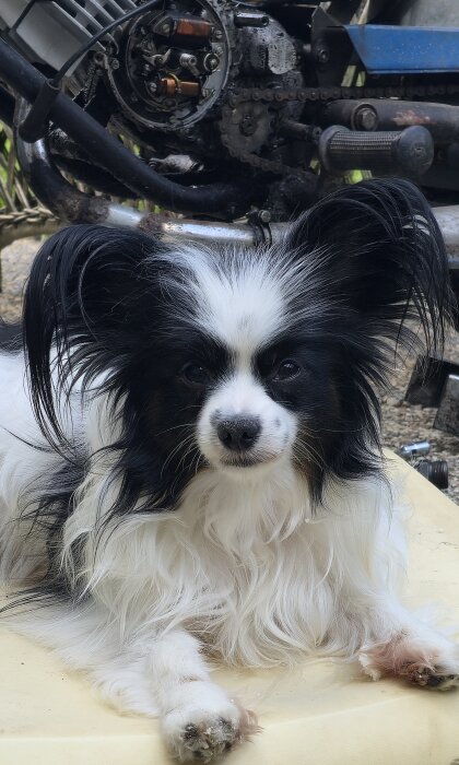 En liten hund med lång, svartvit päls ligger framför en rostig motorcykelmotor.