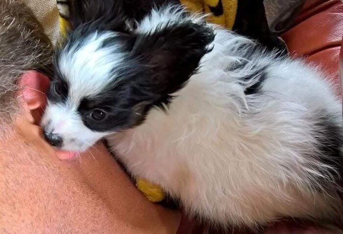 Liten svartvit hund som slickar en mans öra.