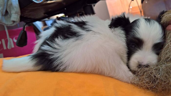 Svartvit valp vilar på en gul filt inomhus.