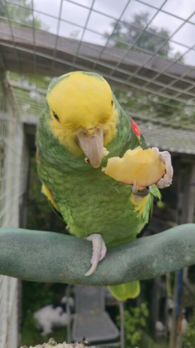 Grön och gul papegoja äter en bit frukt i en utomhusvoljär.