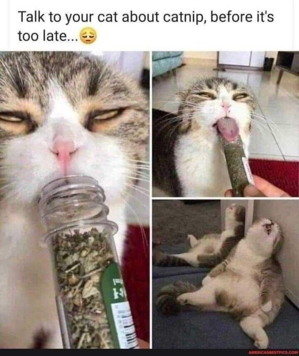 Tre bilder av en katt som reagerar på kattmynta. Katten sniffar, slickar och ser utmattad ut. Text: "Talk to your cat about catnip, before it's too late...
