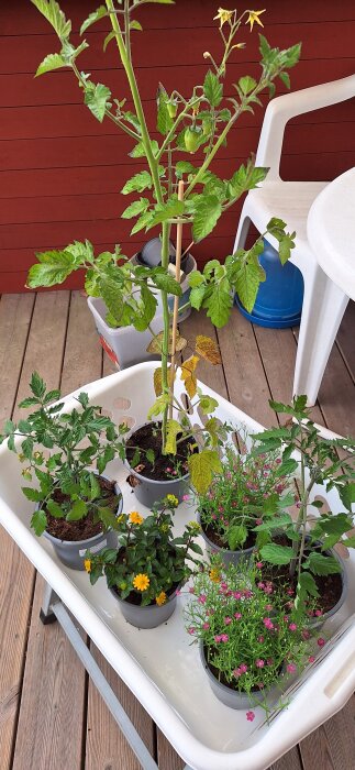 Tomatplantor, såpnejlikor och husarknapp i krukor på en bricka i en trädgård.