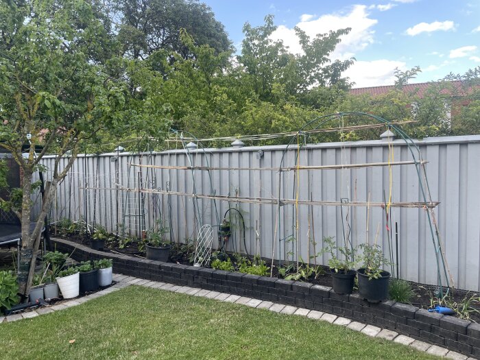 Trädgård med en spaljé av bambustavar längs ett staket, växande plantor i krukor och en grönskande bakgrund.