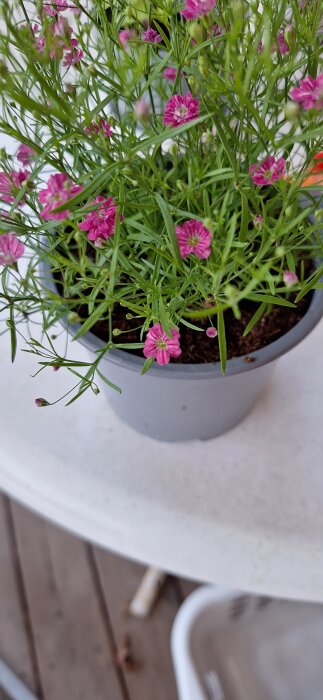 Små rosa grusnejlikor i kruka med gröna smala blad, placerad på ett bord.
