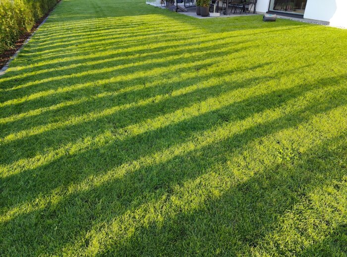 Grön och välklippt gräsmatta med långa skuggor kastade över ytan, gränsad av häck och stenbelagd gångväg.