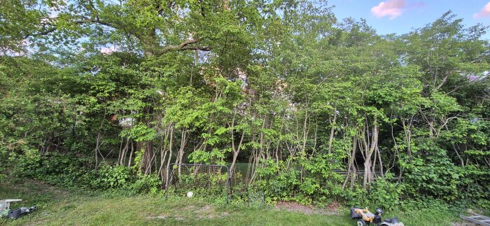 Grön trädgård med buskar, träd, en liten fotbollsmålgård och en leksaksbil i förgrunden.