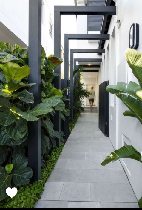 Gångväg med modern träkonstruktion och stora gröna växter intill vitt hus, inspiration för insynsskydd.