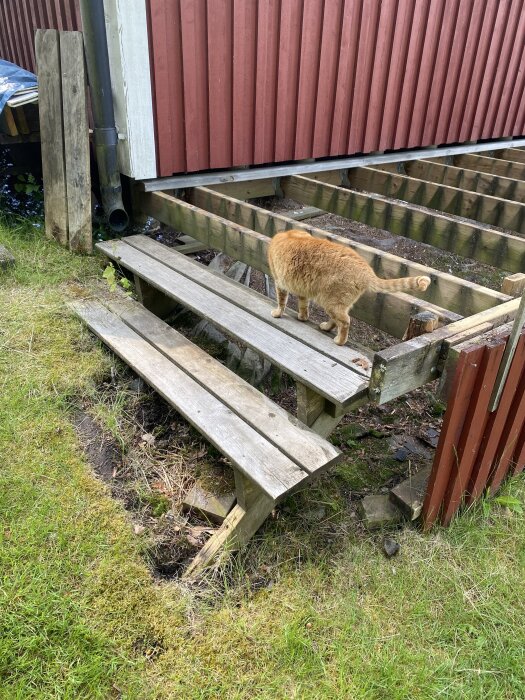 Ostabil trappa vid altan med röda träbrädor; sned mark, två vangstycken; orange katt på översta steget.