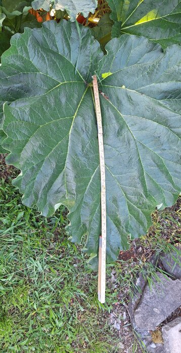 Stort rabarberblad som mäter 70 cm från mitten till ytterkant, med måttstock på gräsmatta och stenar i bakgrunden.