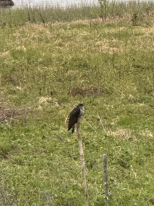 Gök på en träpåle i grönskande ängslandskap vid sommarstugan.