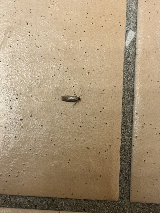 Insekt på brun kakelplatta i badrum, liknar en mal.