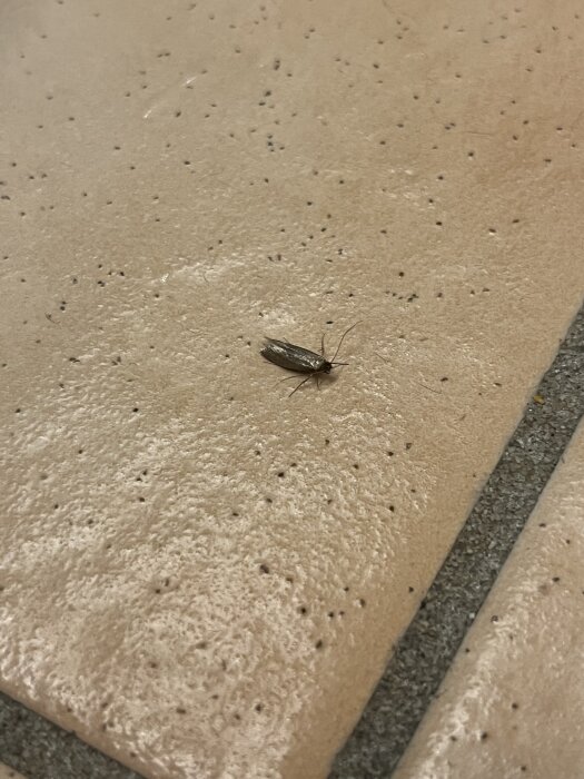 En liten insekt på ett brunt klinkergolv i ett badrum.