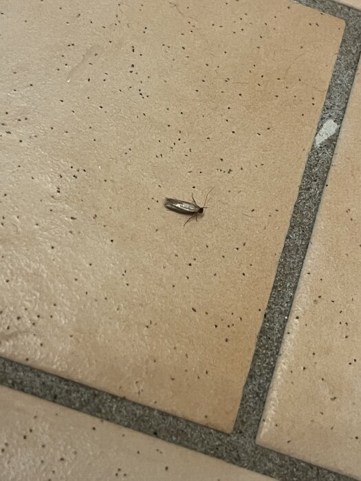 Insekt på brun kakelgolv i badrum, uppfattas som en mal.