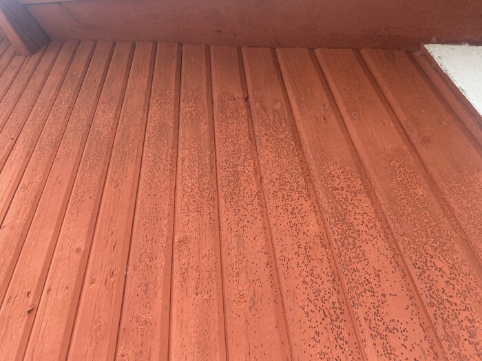 Röd träpanel med små mörka prickar, troligen mögel, på ett äldre hus.