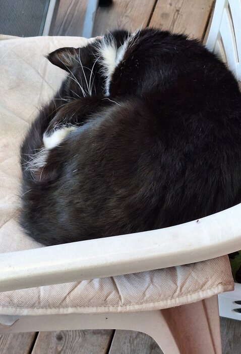Svartvit katt sover ihopkrupen i en stol på en altan.