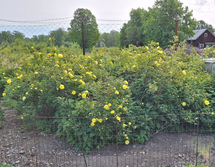 Gulblommande rosenbuskar mot ett nätstaket i en trädgård, omgivna av grönska och synliga knoppar i full blom.
