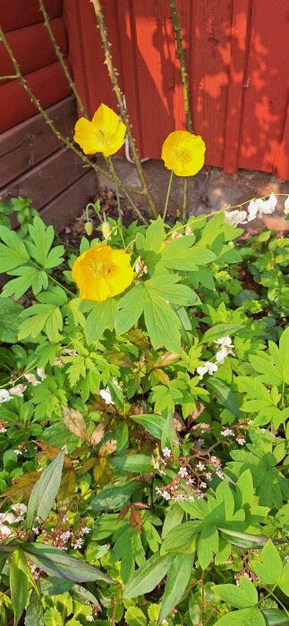 Gula och orange vallmoblommor i morgonsolen framför en röd trävägg, omgivna av gröna blad och andra blommor i trädgården.