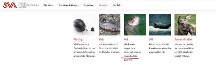 Fästing, död fisk, tumlare, säl och älg med beskrivande text om att rapportera observationer av djuren till Statens veterinärmedicinska anstalt.