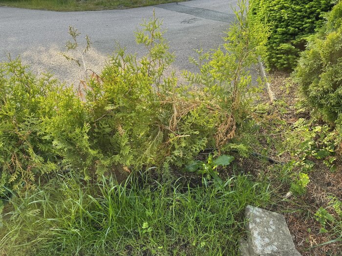 Thuja Brabant-häck i trädgård med viss skada från rådjur, omgiven av grönska och stenar, cirka 120 cm hög.