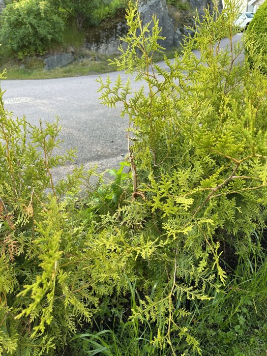 Thuja Brabant-häck nära en trottoar, med skador från rådjurens fejdning. Grön och frodig, cirka 120 cm hög.