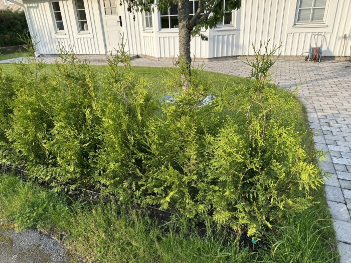 Thuja Brabant-häck planerad i en rad framför ett hus, omgiven av gräs och stenlagd stig, några plantor visar spår av skador.