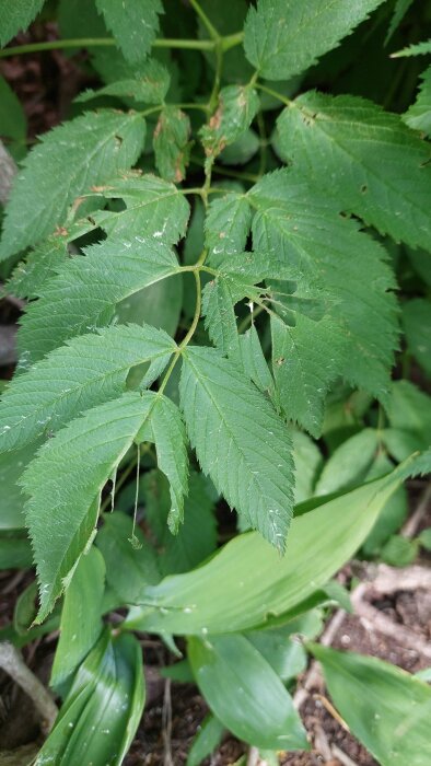 Blad med ojämna hål och skador från okänd angripare, fotograferade på en buske.