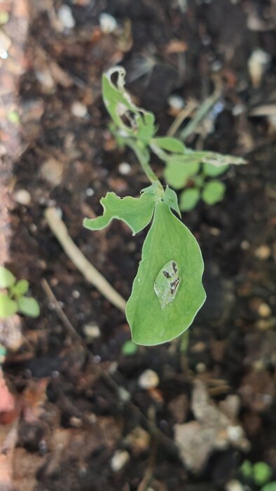Ett blad med skador och hål på en planta i trädgården, orsakat av okända faktorer. Bakgrunden visar jord och viss vegetation.