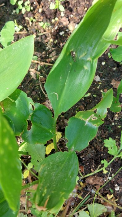 Blad med tydliga hål och kanter som ser tuggade ut, mitt i det gröna bladverket i en rabatt, på en bakgrund av jord och småplantor.