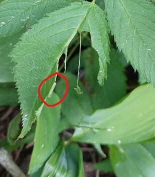 En grön larv sitter på ett blad som är delvis uppätet, omgiven av andra gröna löv.