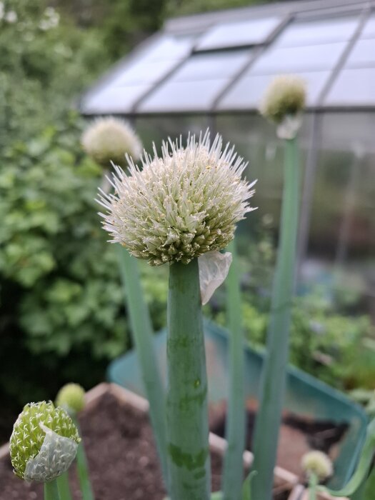 Lökväxt med blommande huvud i närbild, växthus och gröna blad i bakgrunden.