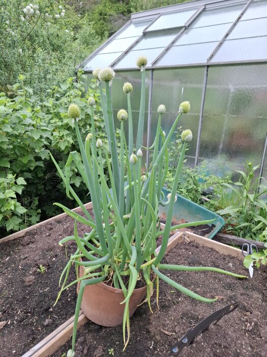 Lökväxt med blommor i en kruka framför ett växthus, omgiven av grönska.