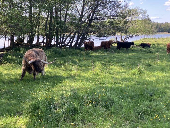 Highland-kor betar på en grön äng bredvid en sjö, omgivna av träd och blommor.