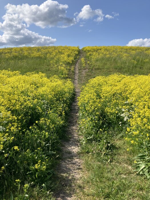 Stig genom äng fylld med gula blommor under en klar blå himmel med vita moln.