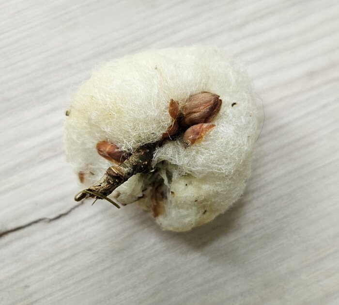 Bomullsliknande boll skapad av en gallstekel, med bruna knoppar och en grenbit, ligger på en ljus träyta.