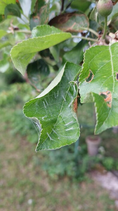 Gröna fruktträdblad med spindelvävsliknande trådar som hänger från dem, synliga små hängmattor för larver.
