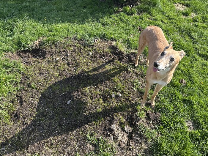 Gräsmatta med pågående reparation och en hund som står på det nylagda området.