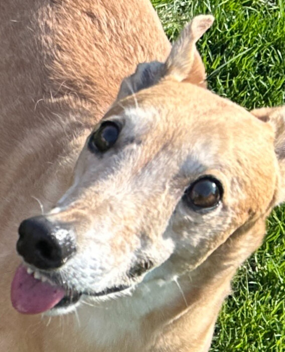 Hund i närbild på gräsmatta som nyligen blivit reparerad och där en buske har plockats bort.