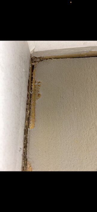 Ljusgrön/beigeaktig beläggning på spånskiva under gammalt golv, ytan är slät men smulig och porös, vid ett hörn nära en vägg.