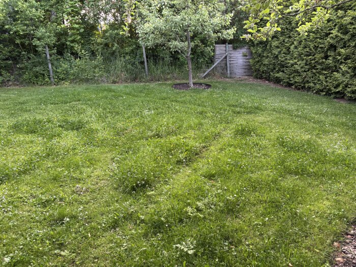 Gräsmatta med sporadiskt klippta mönster och en rewilding-zon, omgiven av träd och buskar, där en robotgräsklippare har kört igenom.