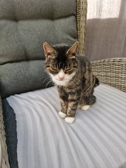 En katt sitter på en stoppad stol i solen, ser nöjd ut och är glad efter att ha återfått matlusten.