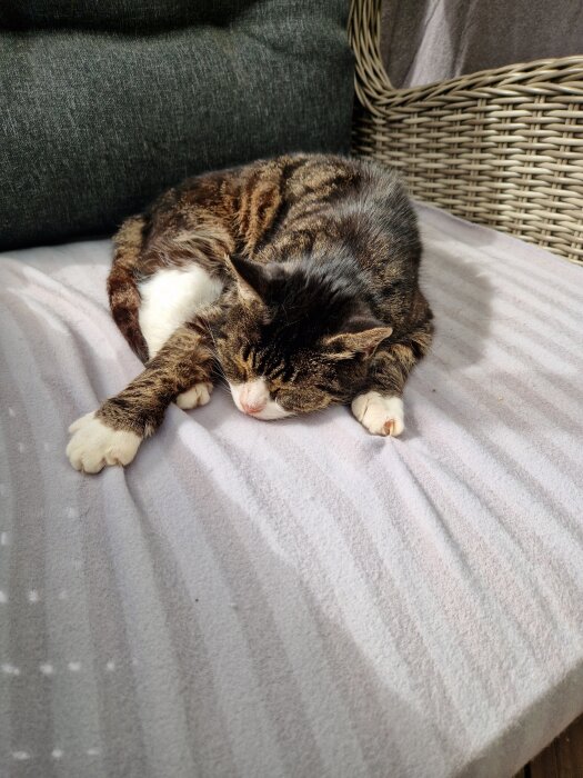 En katt sover fridfullt på en randig filt i solen, återhämtad och energisk efter att ha fått tillbaka sin matlust.