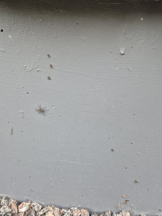 Myror och spindel på grå grund med sprickor, myrorna marscherar ut från en öppning nära stengrunden.
