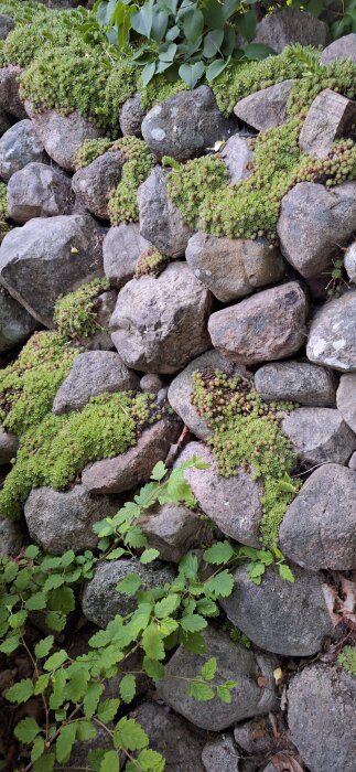 Taklökar växer på en stengärdsgård, omgivna av gröna blad, men de har ännu inte börjat blomma.