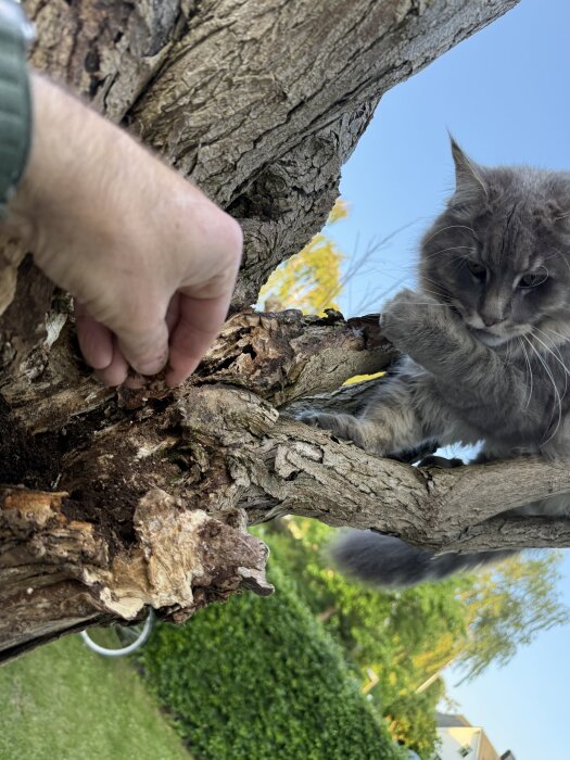 En person gräver i ett träd samtidigt som en grå katt sitter intill och tittar på med uppmärksam blick.