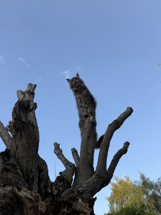 Katt sitter högt uppe på en gammal trästam mot en klarblå himmel.