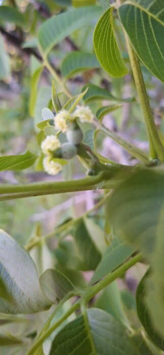 Närbild av Valnötsträdets grenar med unga nötter och gröna blad i trädgården.