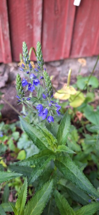 Blå blommor av Praktveronika (Veronica longifolia) mot en röd träbakgrund i en trädgård.