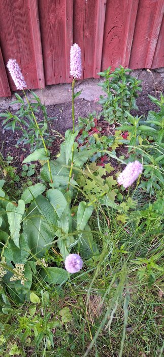 Lila blommor, möjligtvis stor ormrot, växer framför en röd trävägg i en trädgårdsmiljö.